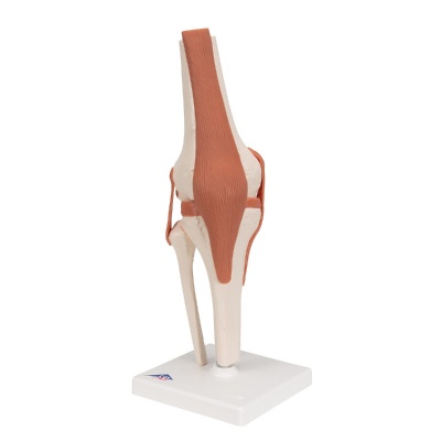 3B Scientific Functional Knee Joint Model